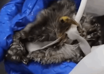 T2108025 Rescue an owl that was choking on a snake and then fyp animals rescue part2