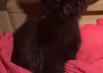 T1508041 Rescue and adopt an orphaned teddy bear part2