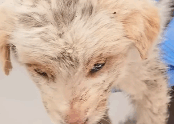 T1808014 Rescue puppy on the road rescue rescue part2