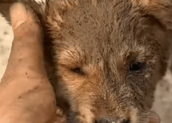 T0209072 Poor puppy rescue rescuedog rescueanimals part2