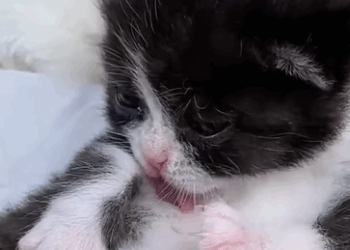 T1508053 Cat cubs enclosed in plastic sheet it rescue fyp animals kitten part2