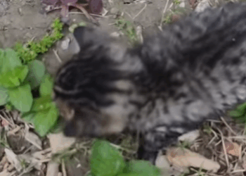 T0908019 rescued kitten that fell into drainpipe part2