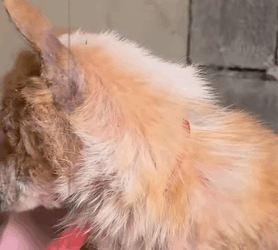 T0608017 Rescue dog that is full of vigilance and fear towards humans puppy part2