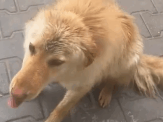 T1808002 We found this hungry stray dog on the streets of part2