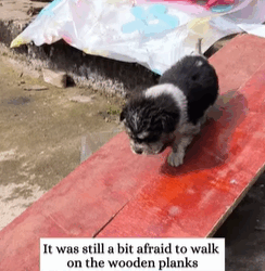 T2108043 found dirty and tiny puppy and then rescue animals fyp puppy part2