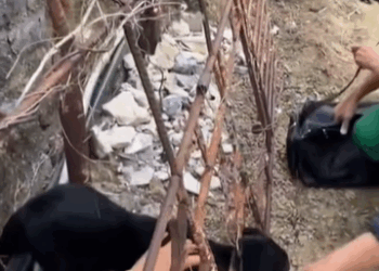 T0209077 Rescue dog trapped in an iron fence rescue part2