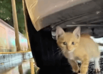 T1508051 Rescuing a stray kitten from under the car that almost froze to death part2