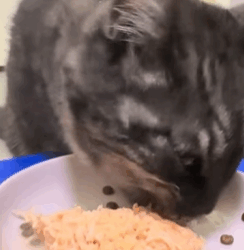 T2108022 Rescue kitty lying at the sewer opening waiting to die and then part2