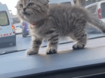 T0209087 My husband rescued kitten stuck on the highway and we adopted it part2