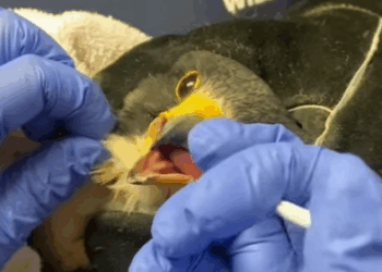 T1508063 We Found an Injured Falcon on the Road What Happened Next Will part2