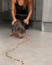 T1808003 We rescued this puppy from the flood and then flood puppy dog part2