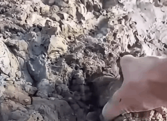 T1808001 We Saved Baby Goat From the Brink Now He Family GoatRescue part2