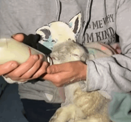 T2108040 This dog adopted lamb that was rejected by its mother animal resc part2
