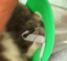 T0209068 man saves sick and pregnant mother bear rescue rescueanimals part2