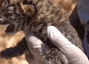 T1508036 Abandoned by His Mother in the Wild This Baby Leopard Found Love part2