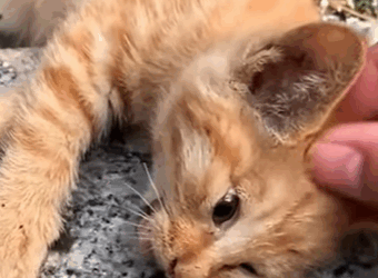 T1808004 Rescue an abandoned kitten rescue cat kitten kittensoftiktok fyp part2