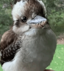 T2108019 Rescue poor bird and then rescue fyp animals bird part2