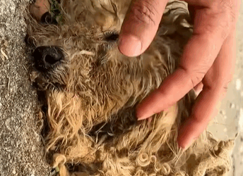 T0209071 Rescue dog rescue rescueanimals animals dog fyp rescuedog part2