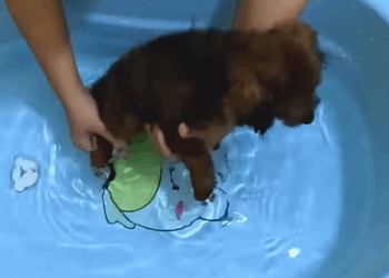 T1508058 Rescue puppy animal animalsoftiktok rescueanimals rescue puppy part2