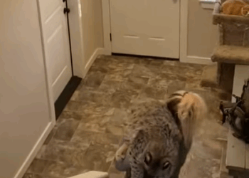 T2108039 Rescued a drowning bobcat and then animal rescueanimals animalsoft part2