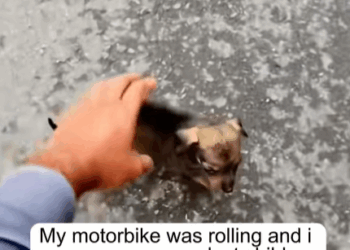 T0209070 If anyone knows what its name is please write in the comments part2