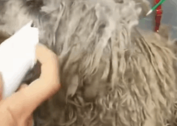 T1508057 Rescue stray dogs rescue cute love helpanimals straydog dog part2