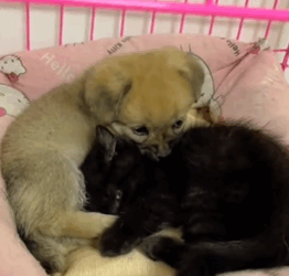 T2108031 I saw a puppy when i was taking out the trash and then rescue part2