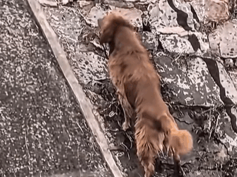 T0209059 dog dogsoftiktok poordog rescuedog part2