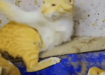 T1508060 Rescue family of cats animal animalsoftiktok rescueanimals part2