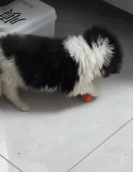 T2108030 found dirty and tiny puppy and then rescue animals fyp puppy part2