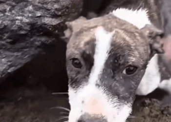 T0209058 dog dogsoftiktok poordog rescuedog part2