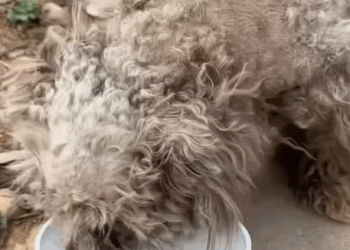 T1508059 Rescue stray dogs rescue cute love helpanimals straydog dog part2