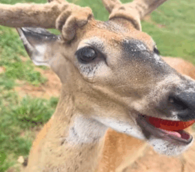 T2108037 This couple rescued a stuck baby deer and adopted it animal rescuea part2