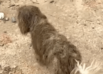 T0209066 Rescue a puppy on the road rescue rescueanimals part2