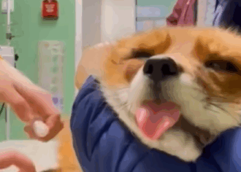 T1508068 My dog injured this fox so I took responsibility and brought it home part2