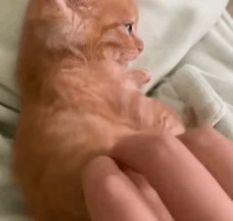 T2108028 I heard a cat meowing by the river and then rescue animals fyp part2