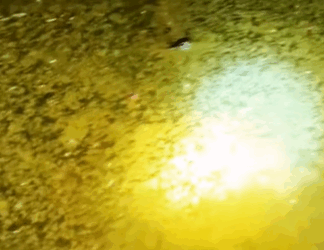 T0209063 Rescue stray kitten that fell into the water part2