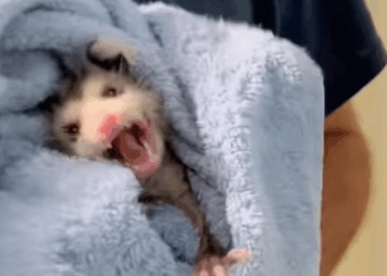 T1508046 I found a drowning opossum trapped in the swimming pool lane and then part2