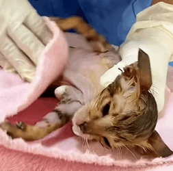 T2108013 The kitten was abandoned in the forest its fur stuck in glue and part2