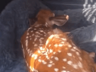 T0209079 Baby deer deer babydeer deertiktok animal animalsoftiktok part2