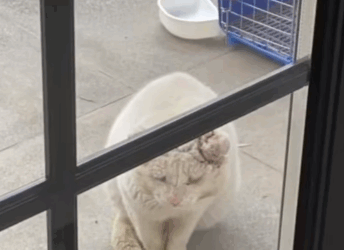 T0908018 met this odd looking cat once now under my care it turned into a part2