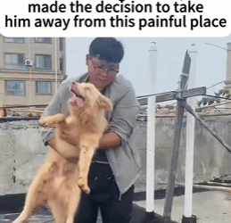 T0209019 Rescuing stray dogs dog dogsoftiktok straydog rescueanimals part2