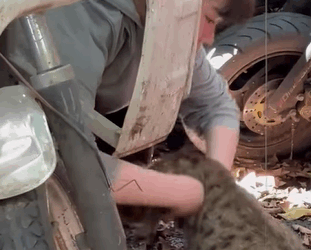 T0608025 God bless hope these kittens can be healthy kitten kittensoftikto part2