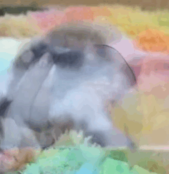 T2108014 1 Year after being rescued the cat changed into a beautiful princess part2