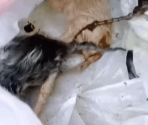 T0209060 Two kittens was abandoned as soon as they were born part2