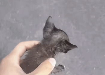 T1508047 On a rainy day I found a little kitten that had gotten separated part2