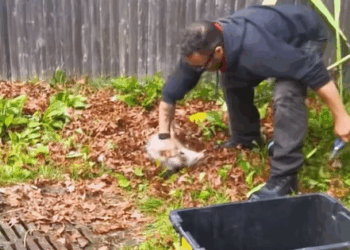 T1508034 My husband found an opossum stuck in net rescue opossum help part2