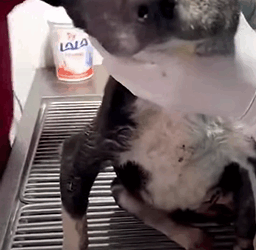 T2108016 Rescued dog with paralysis in his hind legs and what wonderful part2