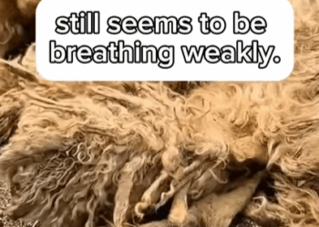 T0209062 Accidentally saw dog lying motionless on the road and the journey part2