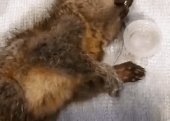 T1508030 This squirrel was in pain after the fall and I helped it rescue part2